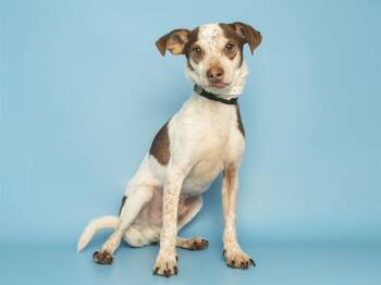 Chihuahua Dogs Available for Adoption - ZANE | PetCurious