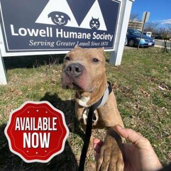 Pit Bull Terrier and Mixed Breed Dogs Available for Adoption in Lowell, Massachusetts - Binki | PetCurious