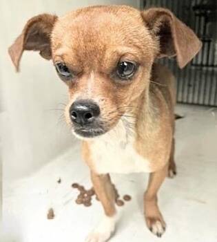 Chihuahua and Dachshund Dogs Available for Adoption in Houston, Texas - A656792 | PetCurious