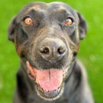 HAPPY -  Labrador Retriever Dog for Adoption in Fernandina Beach, Florida - HAPPY | PetCurious
