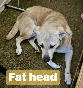 Fat Head -  Retriever Dog for Adoption in Noble, Oklahoma - Fat Head | PetCurious