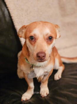 Rescue Jack Russell Terrier and Chihuahua Dogs for Adoption - Hughie *Arriving 12/6* | PetCurious