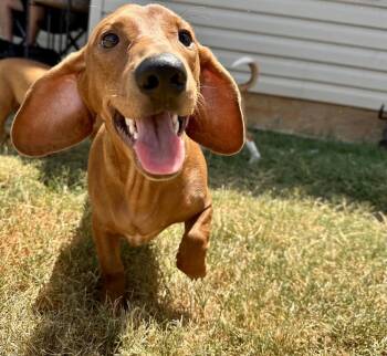 Margo -  Dachshund Dog for Adoption in Shawnee, Oklahoma - Margo | PetCurious
