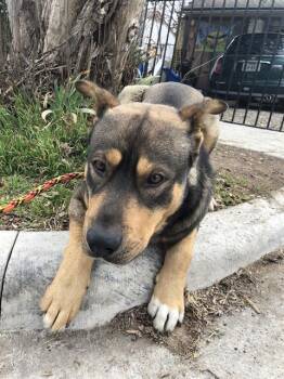 Mixed Breed Dogs Available for Adoption - RICHARD | PetCurious