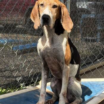 Boone 1214 -  Coonhound Dog for Adoption in Elberton, Georgia - Boone 1214 | PetCurious