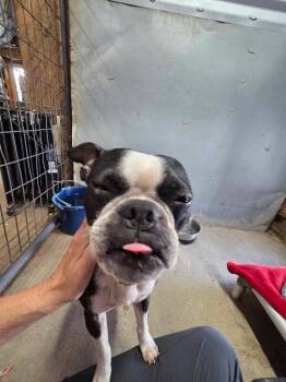 Sadie -  Boston Terrier Dog for Adoption in Severance, Colorado - Sadie | PetCurious