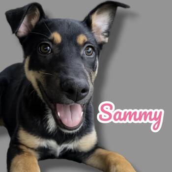 Mixed Breed Dogs Available for Adoption in Scottsdale, Arizona - Sammy | PetCurious