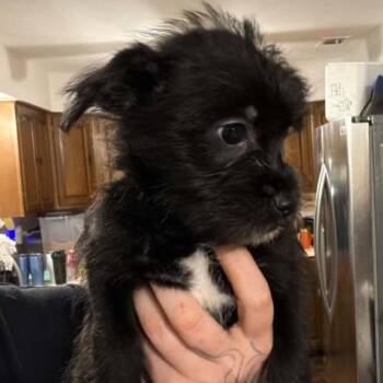 Matilda -  Shih Tzu and Chihuahua Dog for Adoption in Park Row, Texas - Matilda | PetCurious