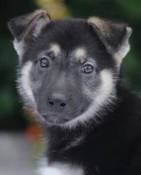 German Shepherd Dog Dogs Available for Adoption in Los Angeles, California - *Tiffany Von Tessin | PetCurious