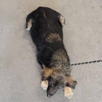 Mixed Breed Dogs Available for Adoption - Rylee | PetCurious