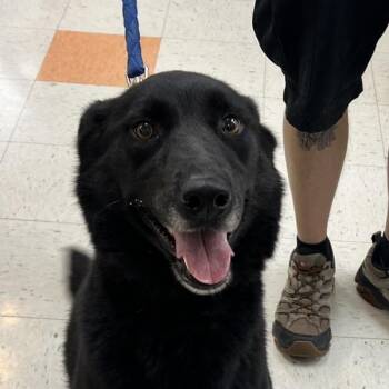 Maya -  Labrador Retriever and Akita Dog for Adoption in Sioux City, Iowa - Maya | PetCurious