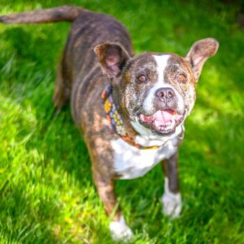 Rescue Mixed Breed Dogs for Adoption in Kansas City, Missouri - Charlie 2114 | PetCurious
