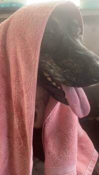 Rescue Bullmastiff and Mixed Breed Dogs for Adoption in San Antonio, Texas - Brenda The Brindle | PetCurious