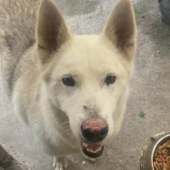 Julia (20260806-01) -  Husky Dog for Adoption in Niagara Falls, Ontario - Julia (20260806-01) | PetCurious