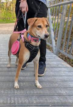 Rescue Greyhound Dogs for Adoption in Waterloo, Ontario - Rani | PetCurious