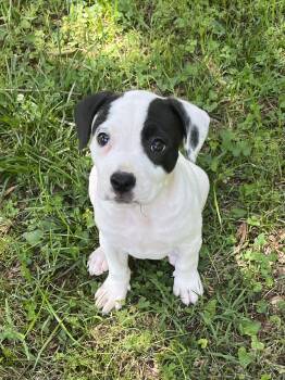 Terrier Dogs Available for Adoption in Greensboro, Georgia - Pansy | PetCurious