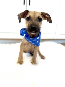 Rescue Hound Dogs for Adoption in Charleston, South Carolina - Augustus | PetCurious