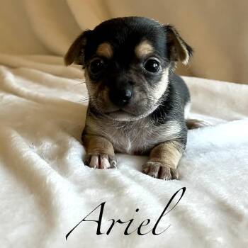 Ariel -  Chihuahua Dog for Adoption in Liverpool, Texas - Ariel | PetCurious