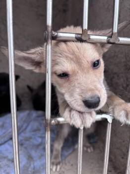 A478068 -  German Shepherd Dog and Mixed Breed Dog for Adoption in Oklahoma City, Oklahoma - A478068 | PetCurious