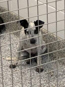 26-435 -  Mixed Breed Dog for Adoption in Barnesville, Georgia - 26-435 | PetCurious