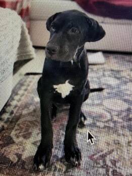 Jane -  Mastiff and Presa Canario Dog for Adoption in Las Vegas, Nevada - Jane | PetCurious