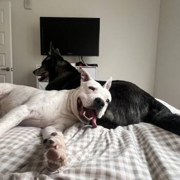 Bud -  Boxer and Staffordshire Bull Terrier Dog for Adoption in Aurora, Colorado - Bud | PetCurious