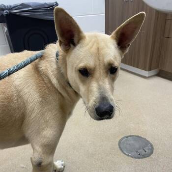 Cooper -  Shepherd and Mixed Breed Dog for Adoption in Corpus Christi, Texas - Cooper | PetCurious