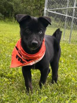Siberian Husky Dogs Available for Adoption in Greensburg, Pennsylvania - Kris | PetCurious
