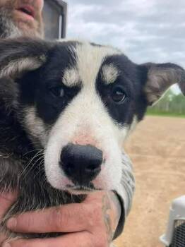 Josie -  Shepherd and Mixed Breed Dog for Adoption in Calgary, Alberta - Josie | PetCurious