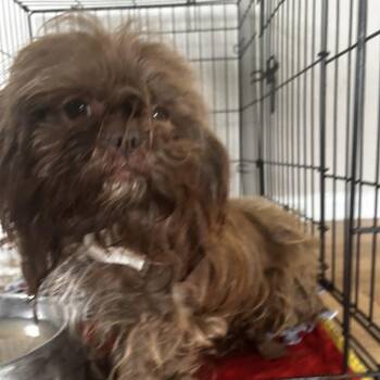 Mixed Breed Dogs Available for Adoption in Leander, Texas - Haley T9 | PetCurious