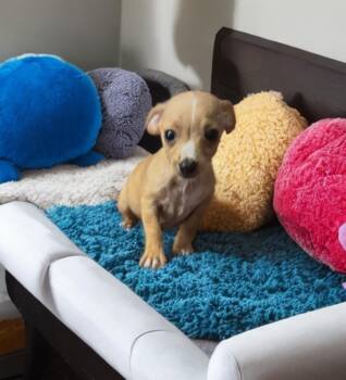 Bart -  Chihuahua Dog for Adoption in San Antonio, Texas - Bart | PetCurious