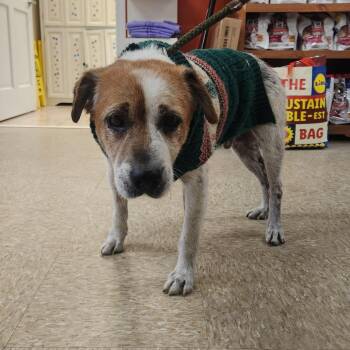 Mixed Breed Dogs Available for Adoption - Ebenezer 22312 | PetCurious