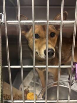 Jessica Rabbit -  Mixed Breed Dog for Adoption in Atlanta, Georgia - Jessica Rabbit | PetCurious