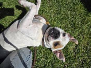 Atta -  Pit Bull Terrier and Mixed Breed Dog for Adoption in Westland, Michigan - Atta | PetCurious