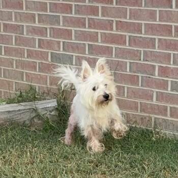 Sam Wise -  West Highland White Terrier Westie Dog for Adoption in Fredericksburg, Virginia - Sam Wise | PetCurious