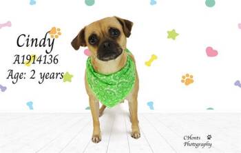 Pug and Chihuahua Dogs Available for Adoption in Thousand Palms, California - CINDY | PetCurious