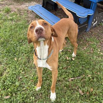 Pit Bull Terrier and Hound Dogs Available for Adoption in Beaumont, Texas - Pawl | PetCurious