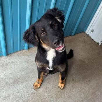 Rocky -  Australian Shepherd Dog for Adoption in Columbia, Maryland - Rocky | PetCurious