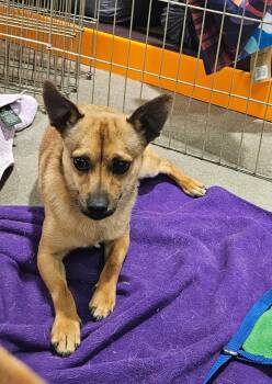 Rescue Chihuahua Dogs for Adoption in Littleton, Colorado - Victor | PetCurious