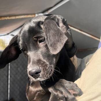 Billy -  Black Labrador Retriever and Mixed Breed Dog for Adoption in Gainesboro, Tennessee - Billy | PetCurious