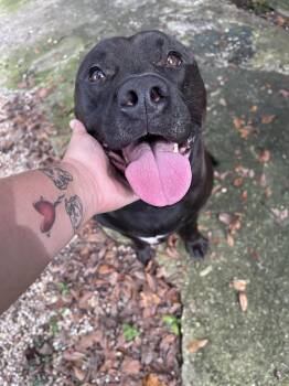 Rescue Boxer and Pit Bull Terrier Dogs for Adoption in St. Petersburg, Florida - Emmitt!  Abandoned.  Please Consider This SWEET Boy! | PetCurious
