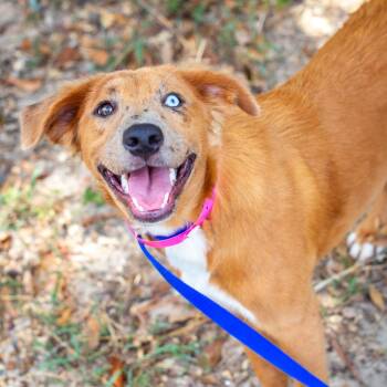 Athena -  Australian Shepherd and Mixed Breed Dog for Adoption in Hattiesburg, Mississippi - Athena | PetCurious