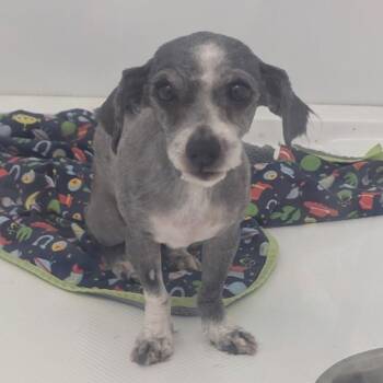 Maltese and Chihuahua Dogs Available for Adoption - SHERRI | PetCurious