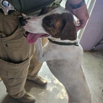 Rocky -  Jack Russell Terrier Dog for Adoption in Pulaski, Tennessee - Rocky | PetCurious