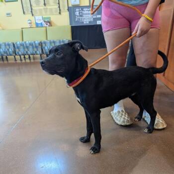 Umber -  American Staffordshire Terrier Dog for Adoption in Lynchburg, Virginia - Umber | PetCurious