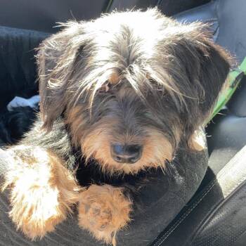 Yorkshire Terrier Dogs Available for Adoption - Julie | PetCurious