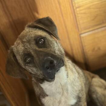 Labrador Retriever and Mixed Breed Dogs Available for Adoption in Tulsa, Oklahoma - Lulu | PetCurious