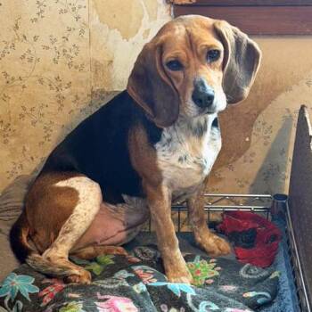 Beagle Dogs Available for Adoption - Stephanie Abrahms Ross | PetCurious