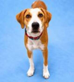 Knox -  Hound Dog for Adoption in Hilton Head Island, South Carolina - Knox | PetCurious