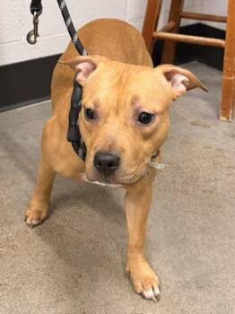 Baby Juice -  Pit Bull Terrier Dog for Adoption in Cleveland, Ohio - Baby Juice | PetCurious